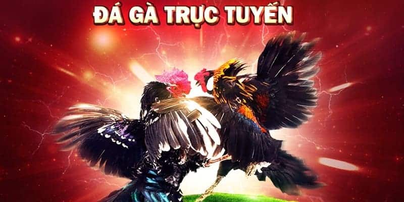 Hướng dẫn cách chơi chọi gà online cực hay