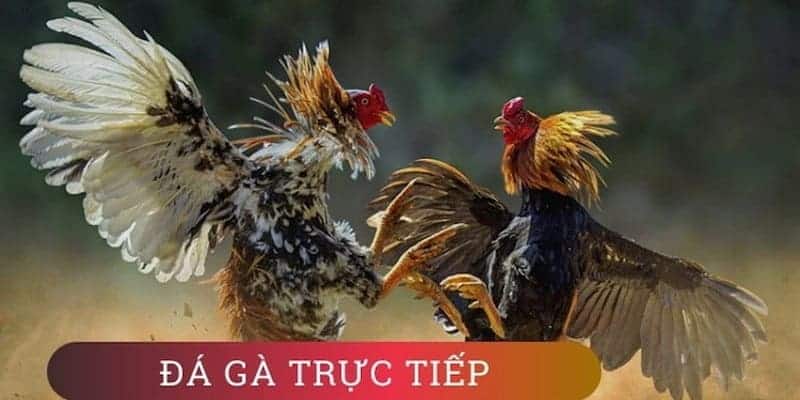 Chơi game đá gà online có rất nhiều lợi thế đặc biệt