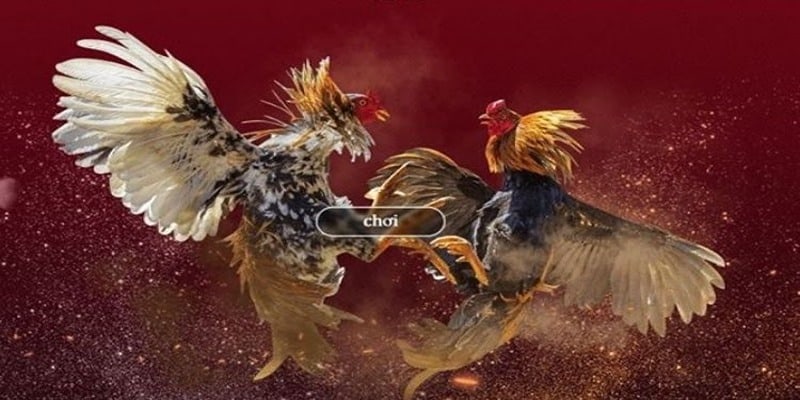 Lý do nên theo dõi và đặt cược đá gà tại Alo789