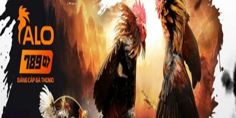 Hướng dẫn cụ thể cách tham gia đá gà online tại Alo789